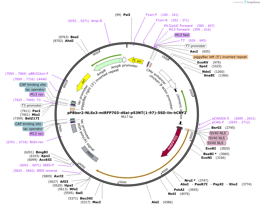 241846-plasmid-map-sequence-id-485117