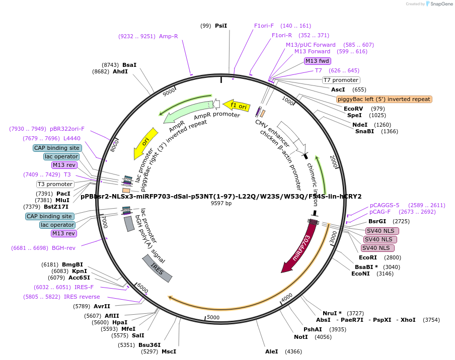241847-plasmid-map-sequence-id-485118