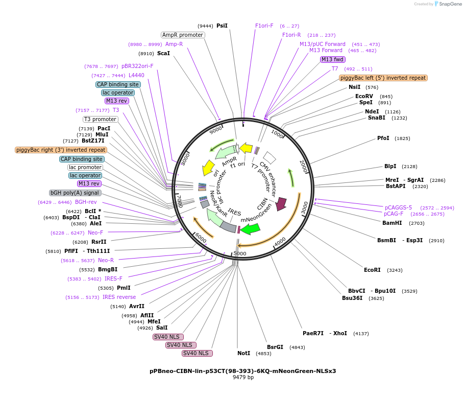 241848-plasmid-map-sequence-id-485119