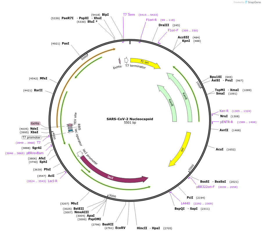 242452-plasmid-map-sequence-id-485120