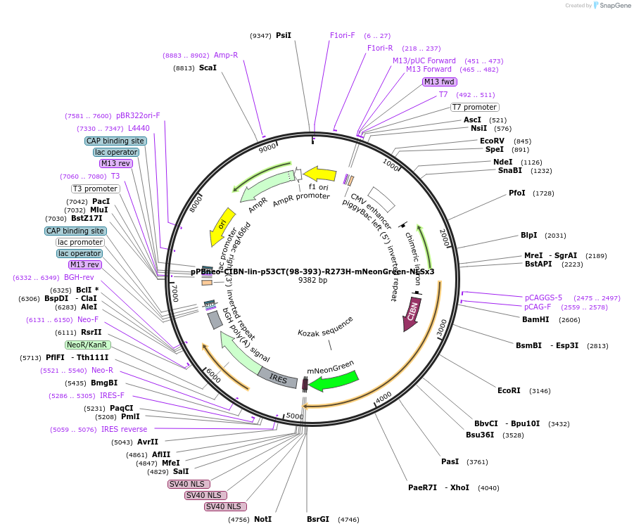 241849-plasmid-map-sequence-id-485121