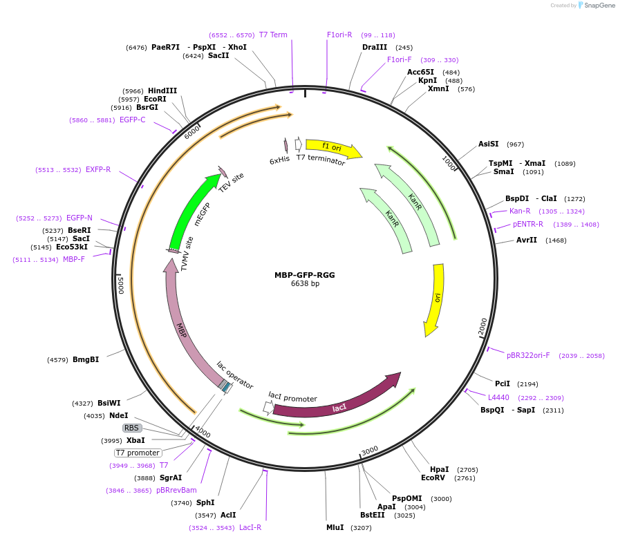 242453-plasmid-map-sequence-id-485123
