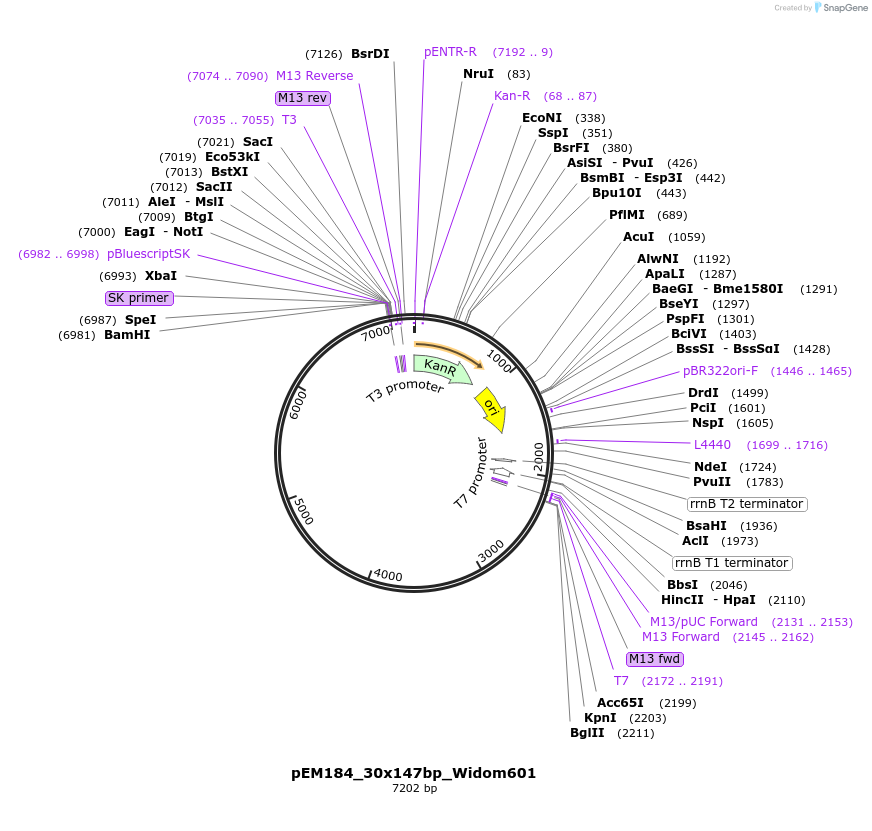 240634-plasmid-map-sequence-id-485125