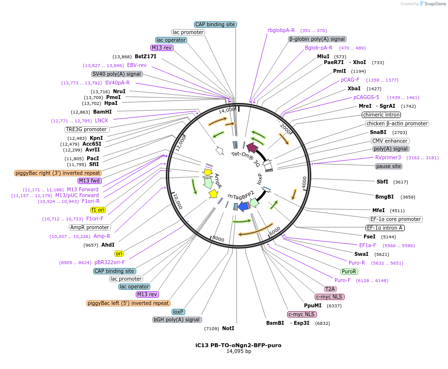 204733-plasmid-map-sequence-id-485140