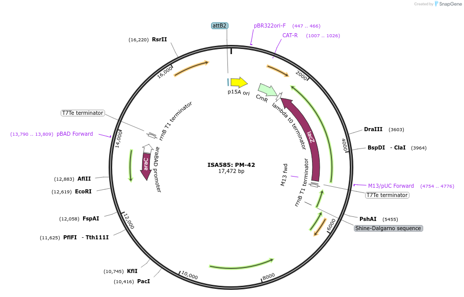 241970-plasmid-map-sequence-id-485171