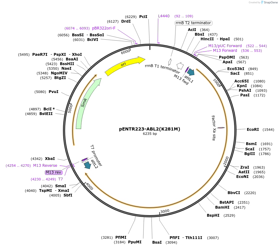215468-plasmid-map-sequence-id-485189