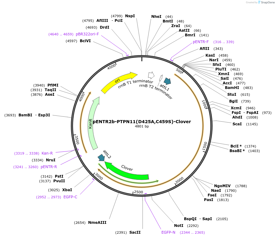 215520-plasmid-map-sequence-id-485200
