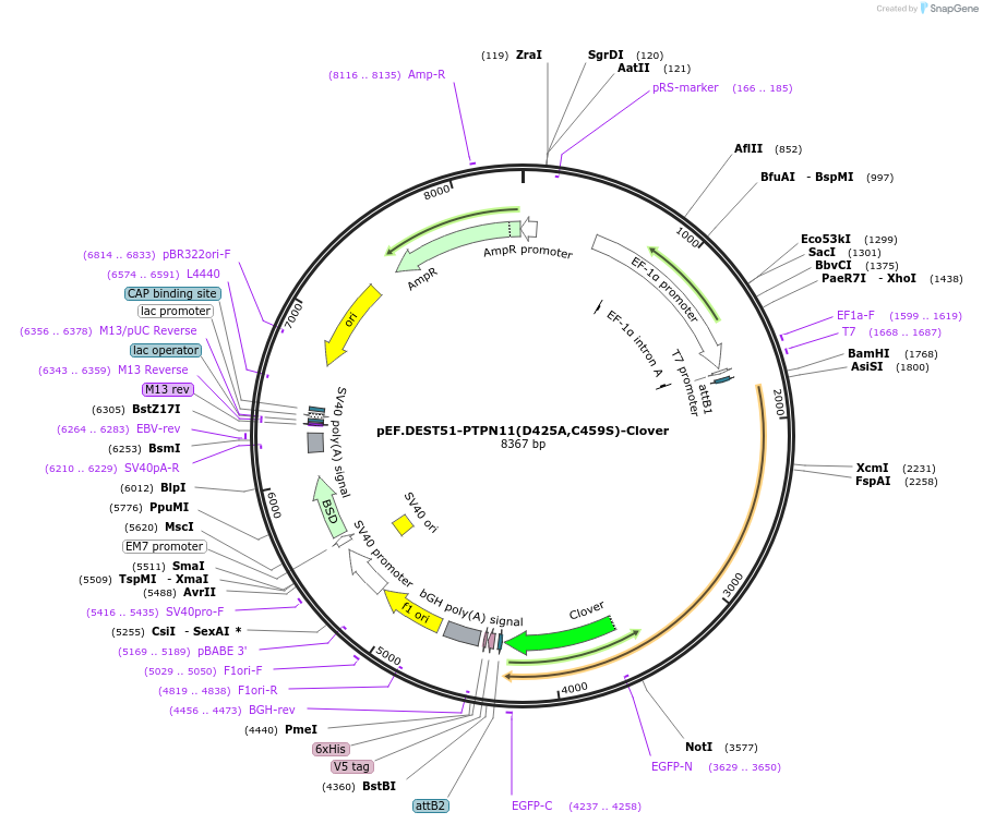 215526-plasmid-map-sequence-id-485202