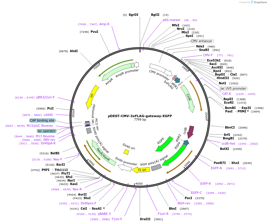 122845-plasmid-map-sequence-id-485203