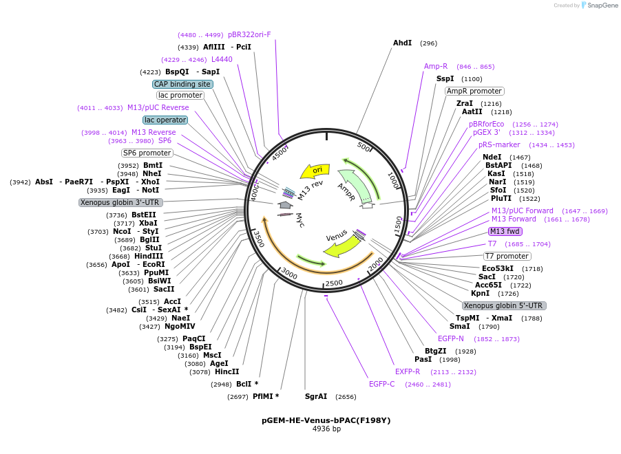 165487-plasmid-map-sequence-id-485209