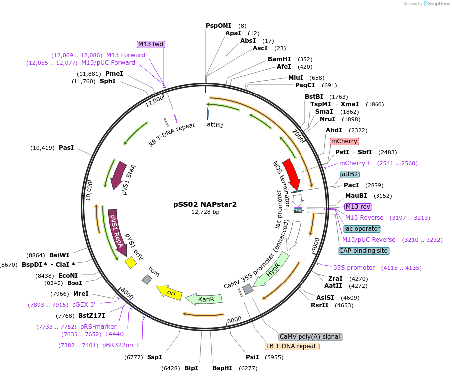 241272-plasmid-map-sequence-id-485231