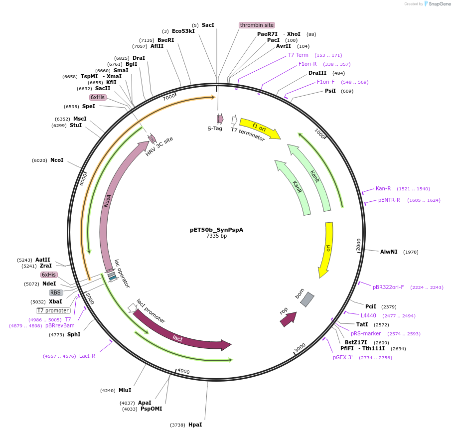 223813-plasmid-map-sequence-id-485233