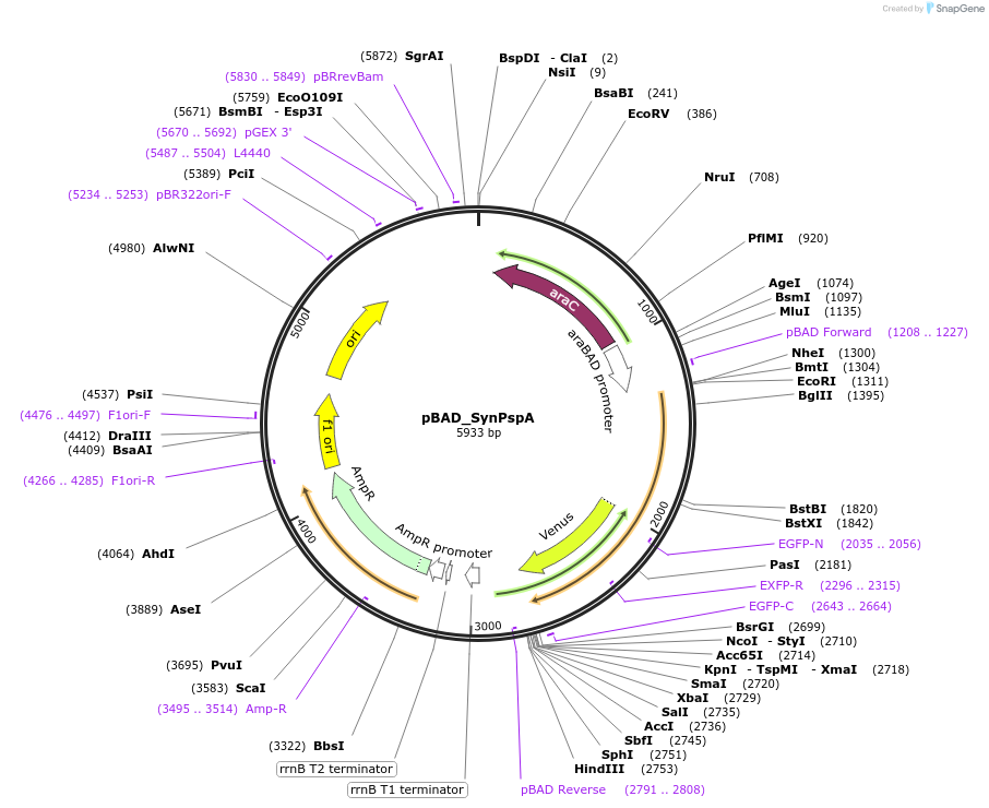 223814-plasmid-map-sequence-id-485235