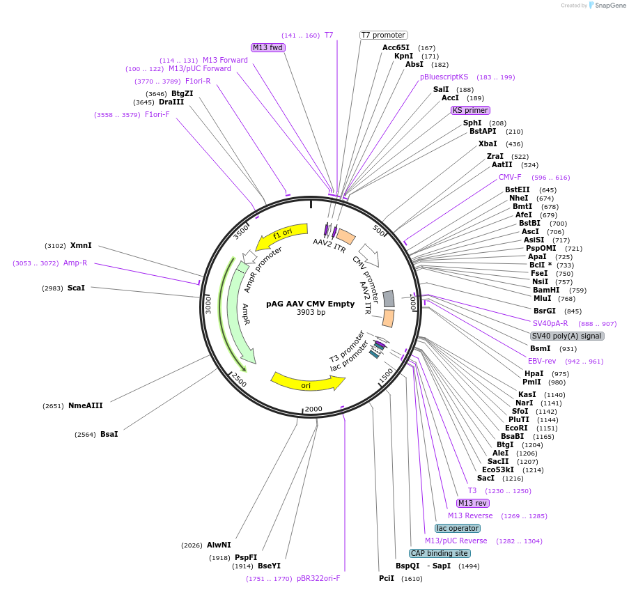 242957-plasmid-map-sequence-id-485238