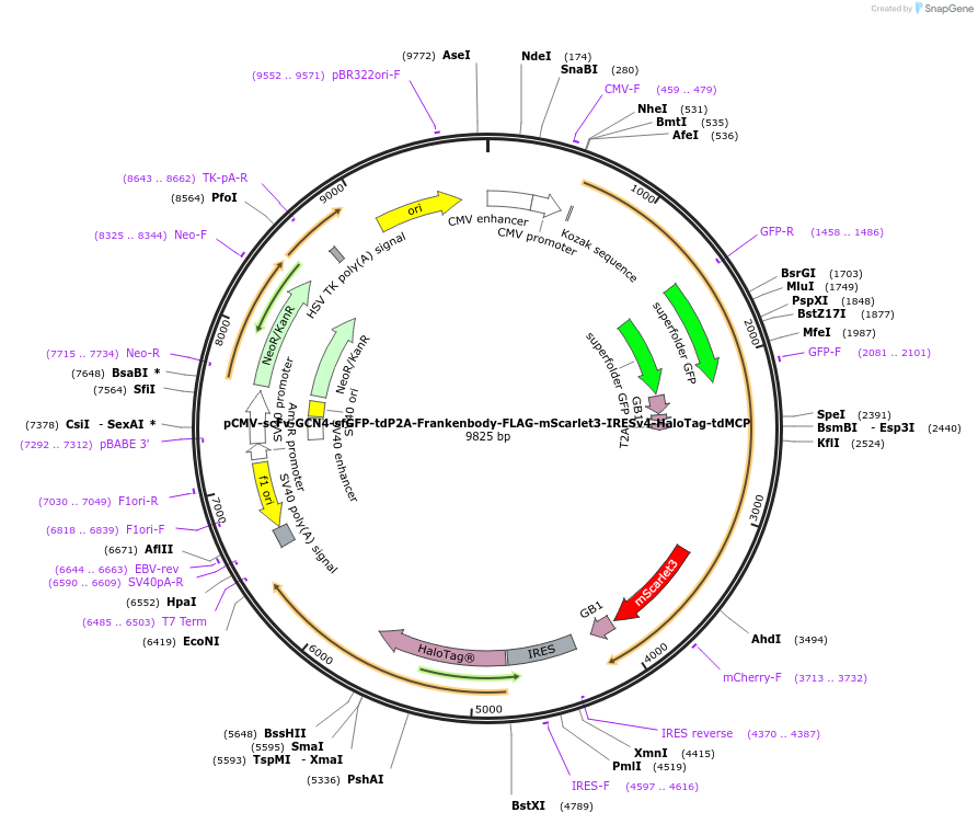 241141-plasmid-map-sequence-id-485239