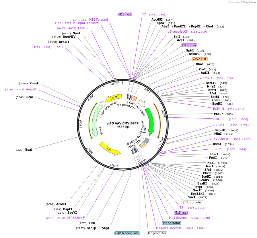 242959-plasmid-map-sequence-id-485240
