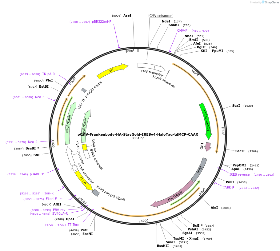 241145-plasmid-map-sequence-id-485242