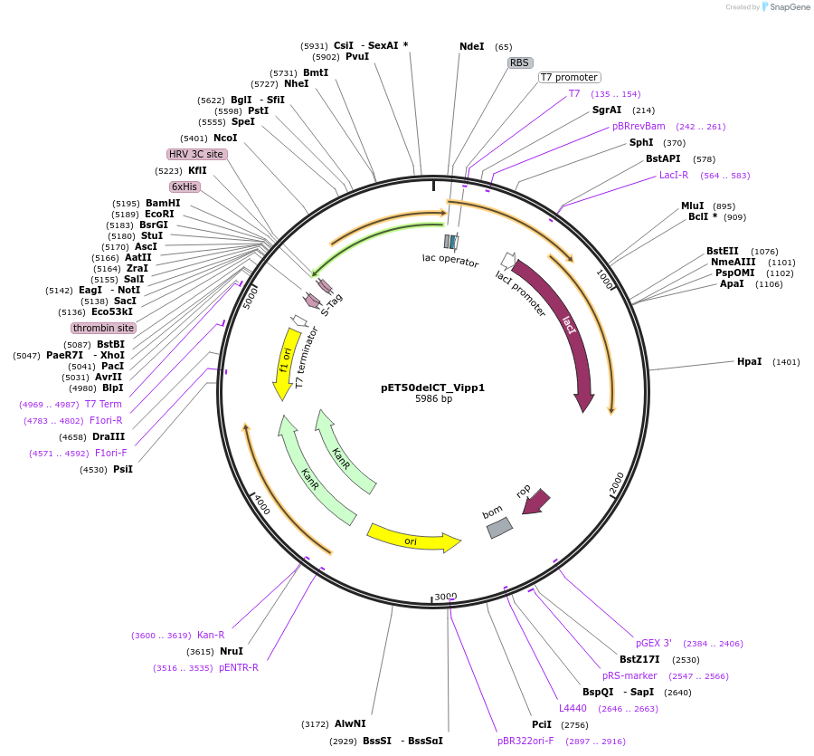 223815-plasmid-map-sequence-id-485245