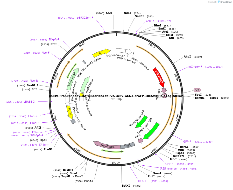 241139-plasmid-map-sequence-id-485247