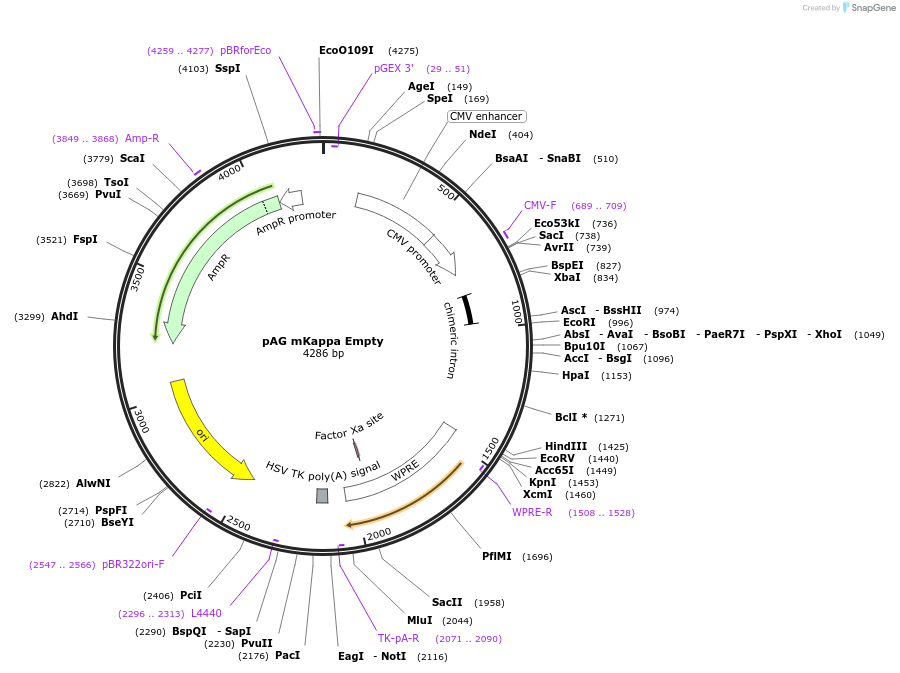 242954-plasmid-map-sequence-id-485249