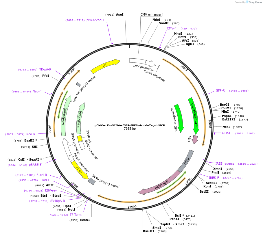 241137-plasmid-map-sequence-id-485250