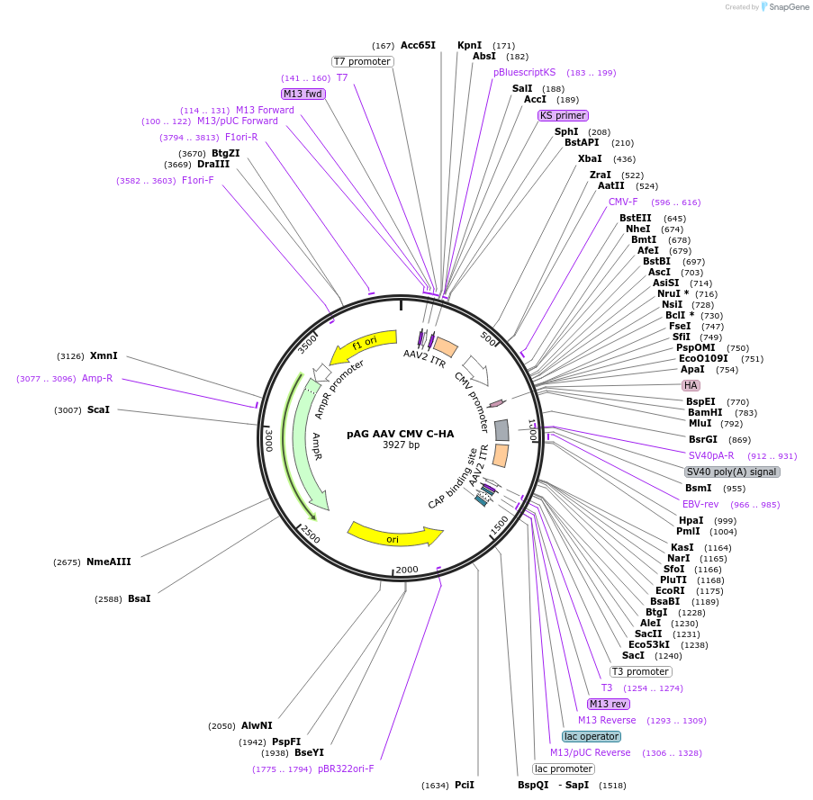 242962-plasmid-map-sequence-id-485252