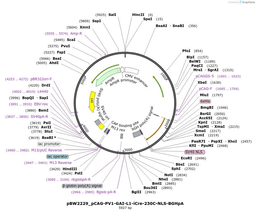 108724-plasmid-map-sequence-id-485254