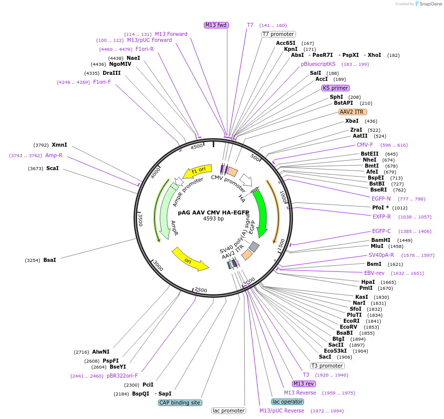 242961-plasmid-map-sequence-id-485255