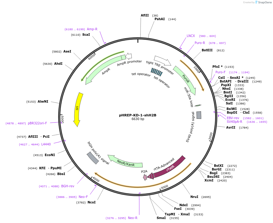 240417-plasmid-map-sequence-id-485263