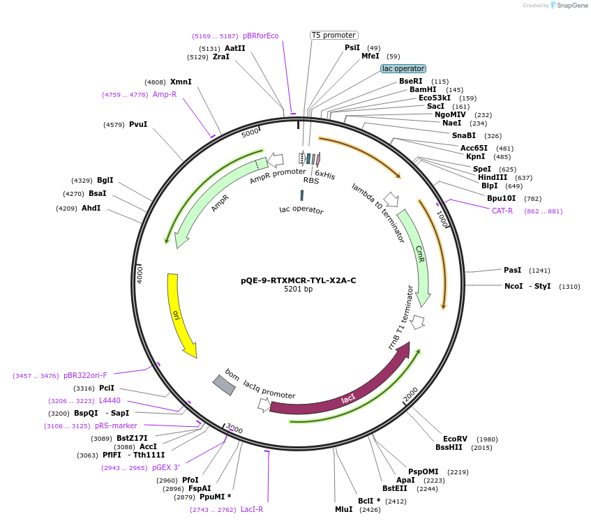 241346-plasmid-map-sequence-id-485301