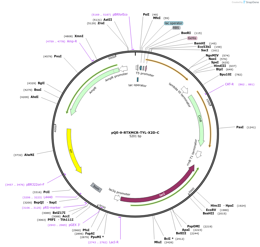 241347-plasmid-map-sequence-id-485303