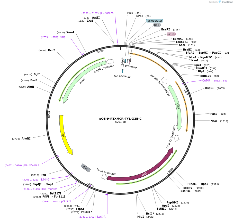 241348-plasmid-map-sequence-id-485304