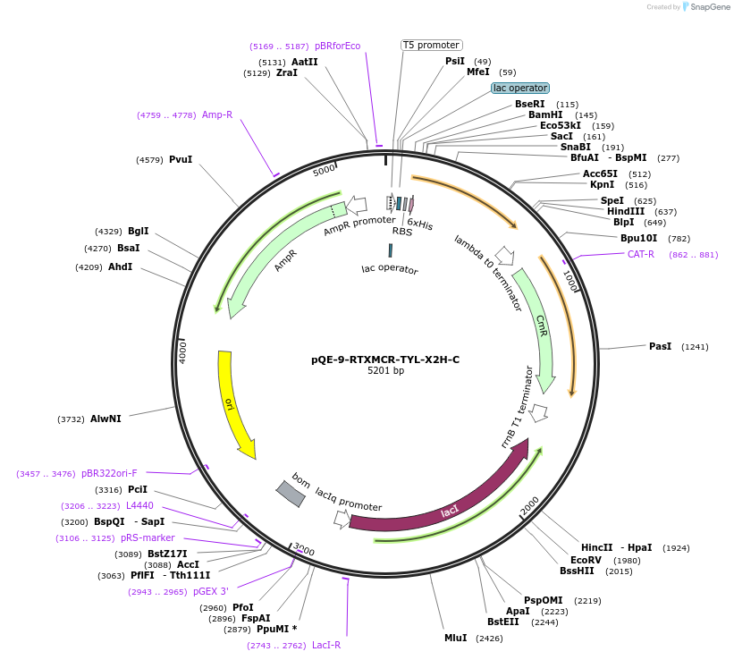 241349-plasmid-map-sequence-id-485308