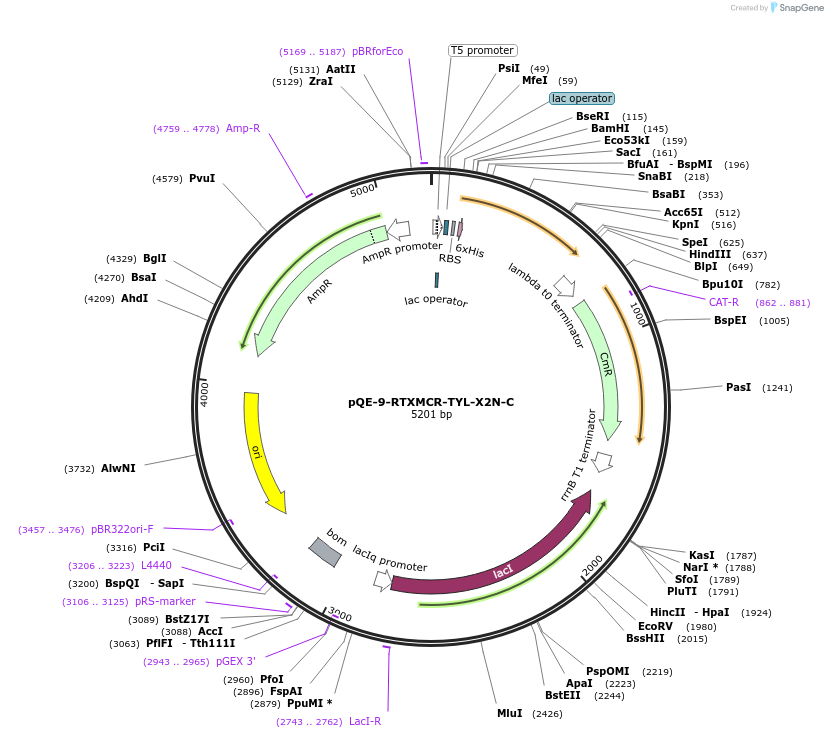 241350-plasmid-map-sequence-id-485309