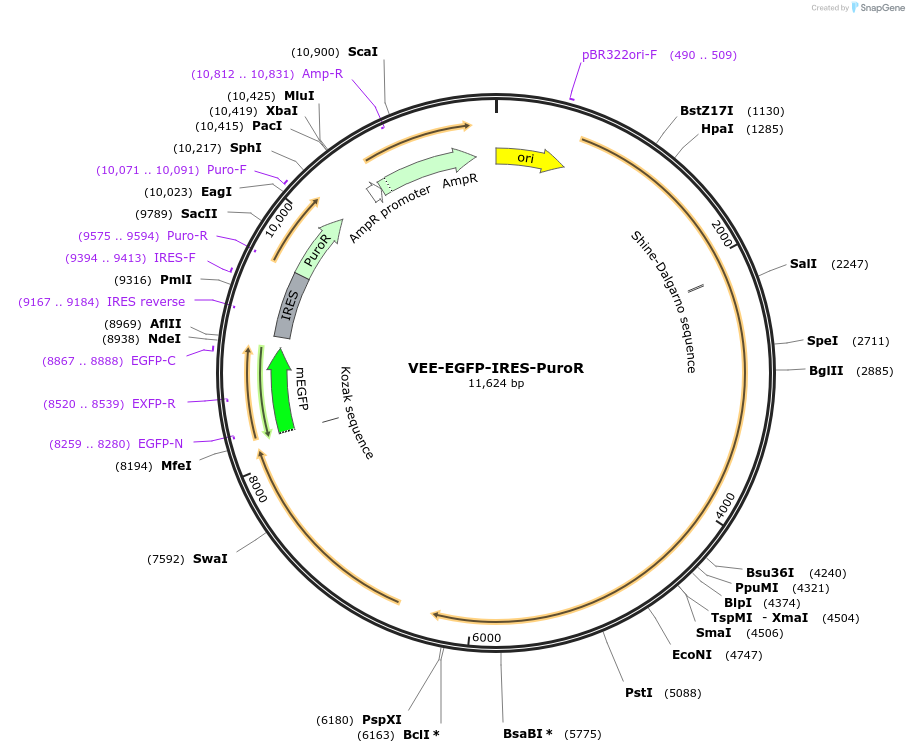 242414-plasmid-map-sequence-id-485319