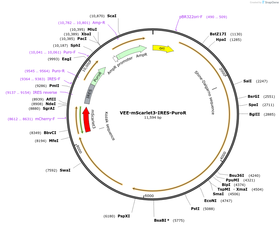 242415-plasmid-map-sequence-id-485320