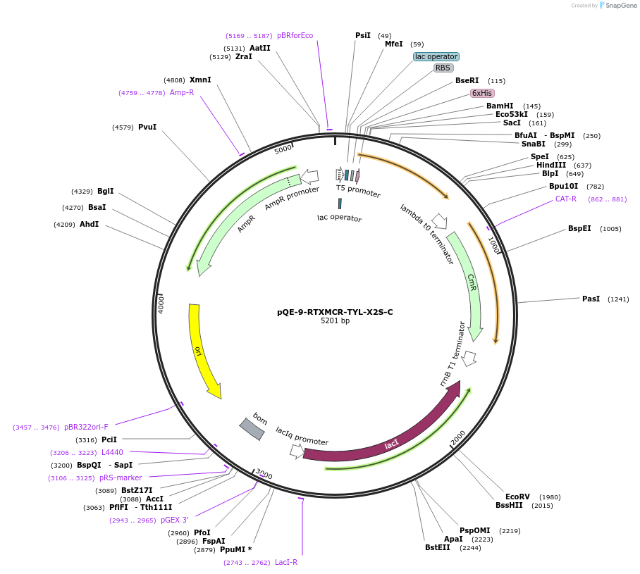 241351-plasmid-map-sequence-id-485321
