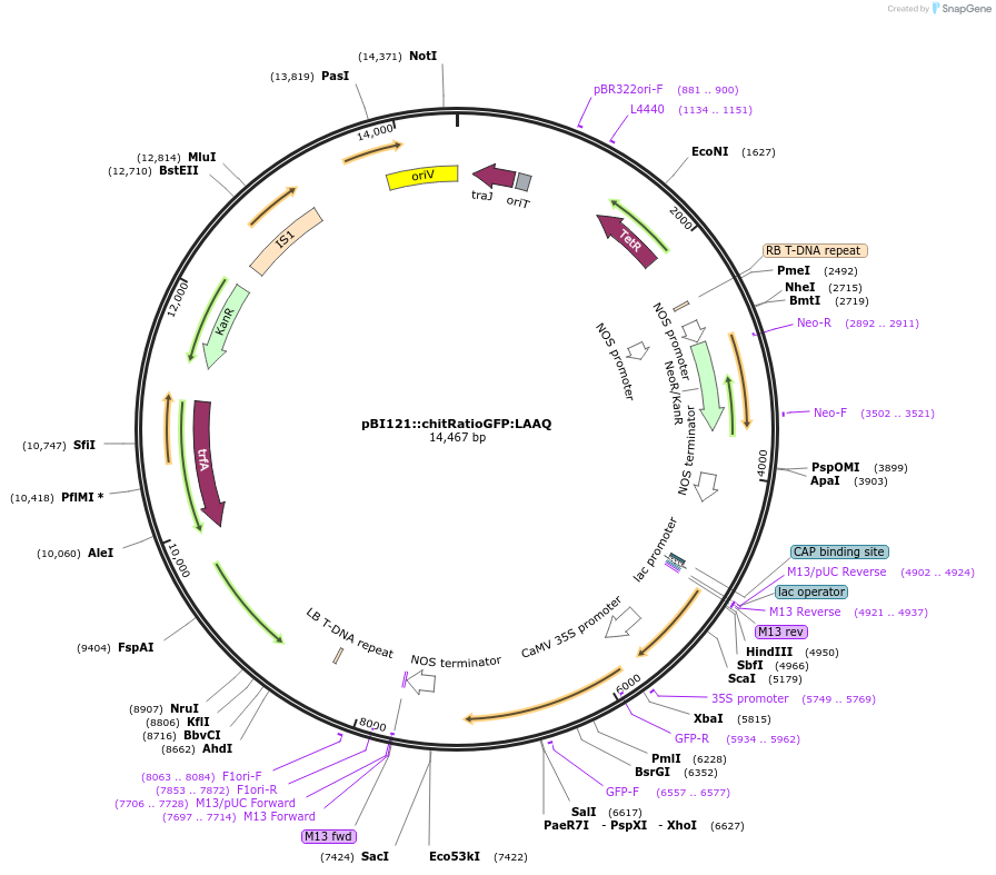 240451-plasmid-map-sequence-id-485323