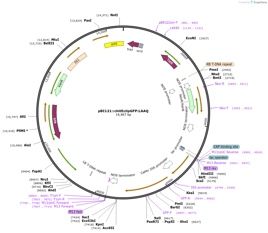 240452-plasmid-map-sequence-id-485324