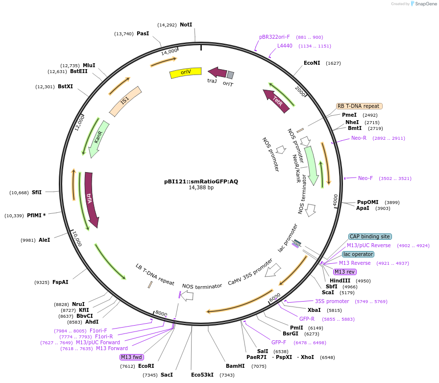 240453-plasmid-map-sequence-id-485325