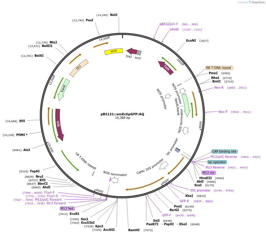 240454-plasmid-map-sequence-id-485326