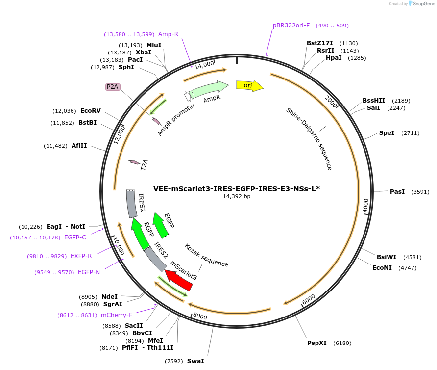 242409-plasmid-map-sequence-id-485340