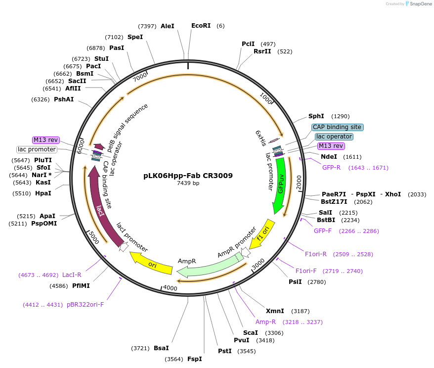 239861-plasmid-map-sequence-id-485412