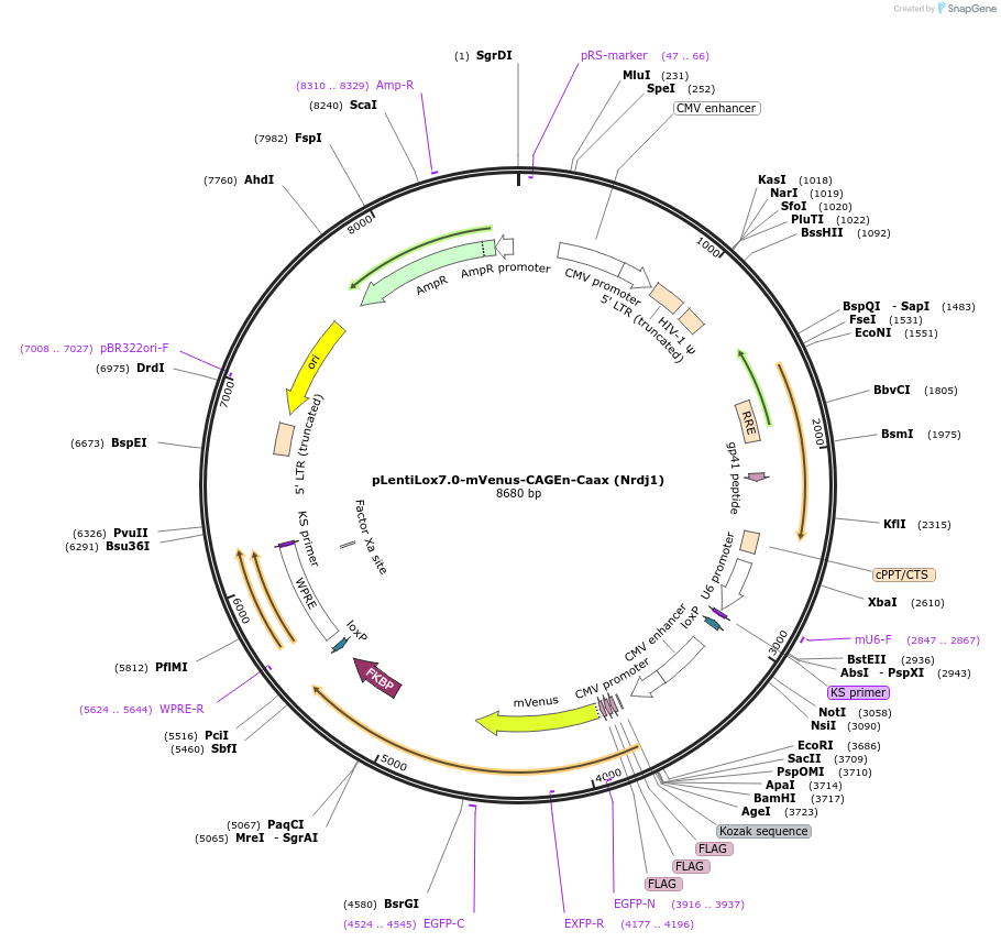 241405-plasmid-map-sequence-id-485431