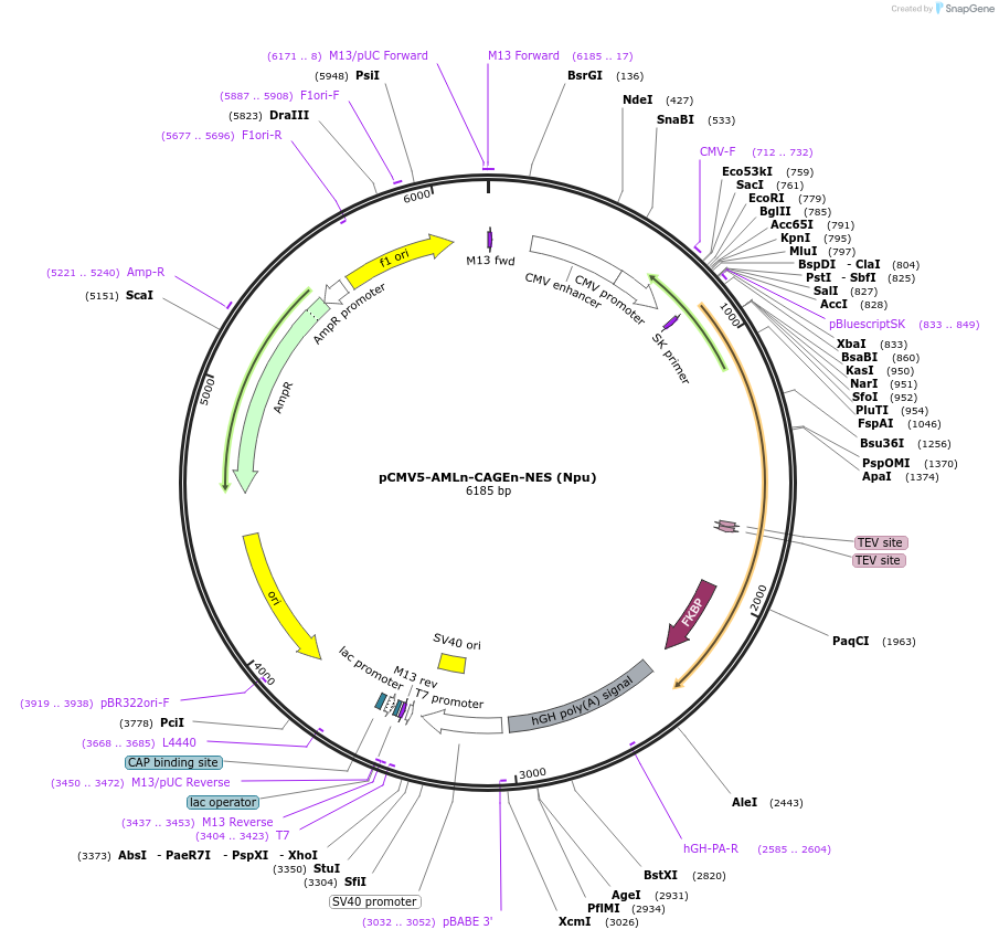 241407-plasmid-map-sequence-id-485432