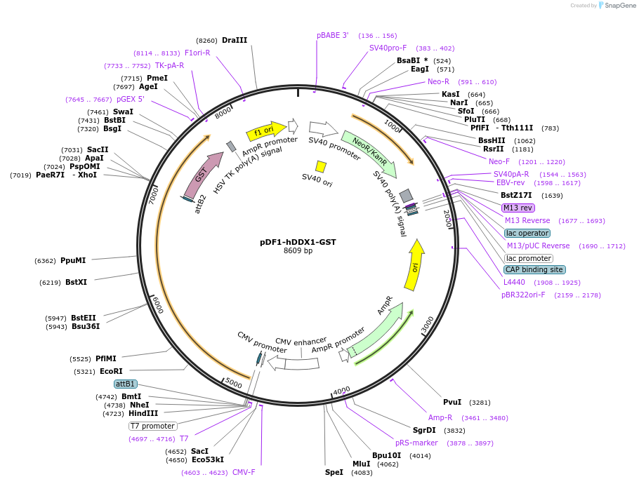 241886-plasmid-map-sequence-id-485449