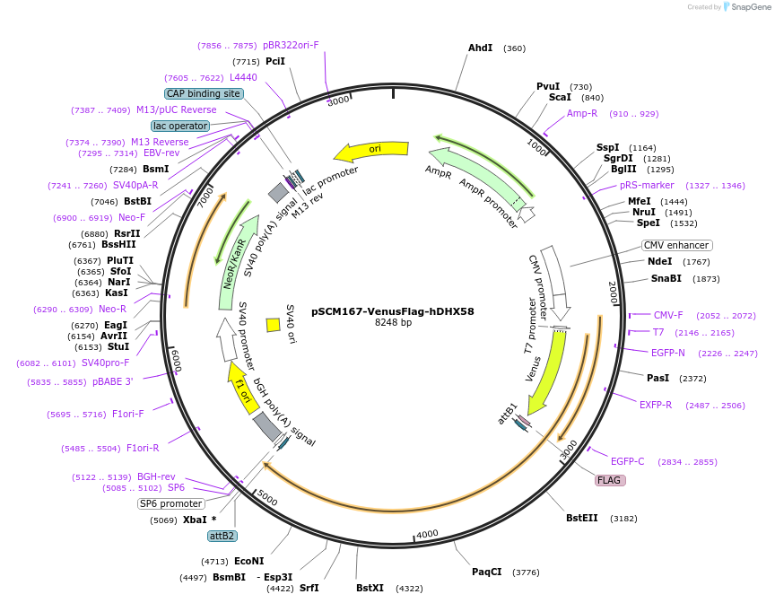 241879-plasmid-map-sequence-id-485456