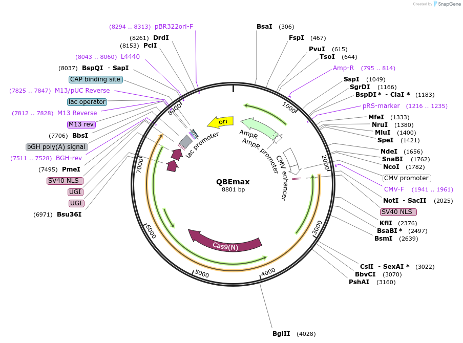 238001-plasmid-map-sequence-id-485458