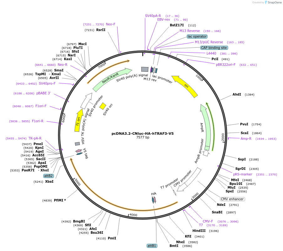 241876-plasmid-map-sequence-id-485459