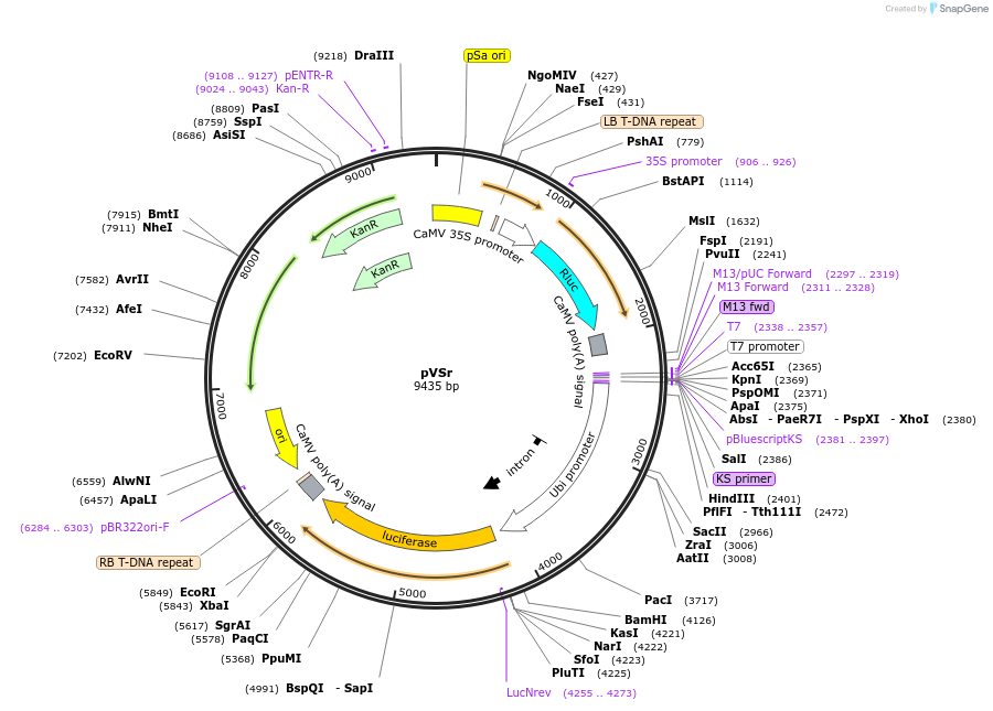 234930-plasmid-map-sequence-id-485460